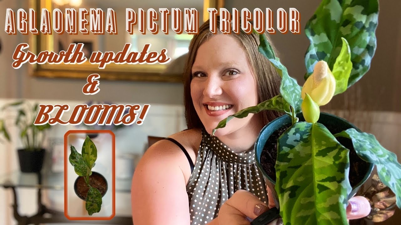 Aglaonema Pictum Tricolor! ||Growth Updates & BLOOMS||