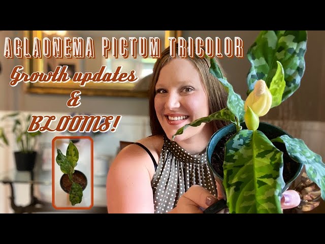 Aglaonema Pictum Tricolor! ||Growth Updates & BLOOMS|| - YouTube