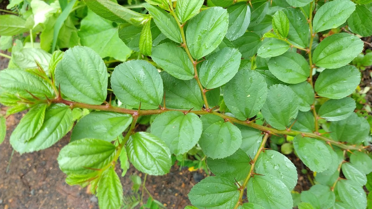 ఈ ఆకు గురించి ఈ రహస్యం తెలిస్తే అసలు వదిలిపెట్టరు...ఇది నిజం