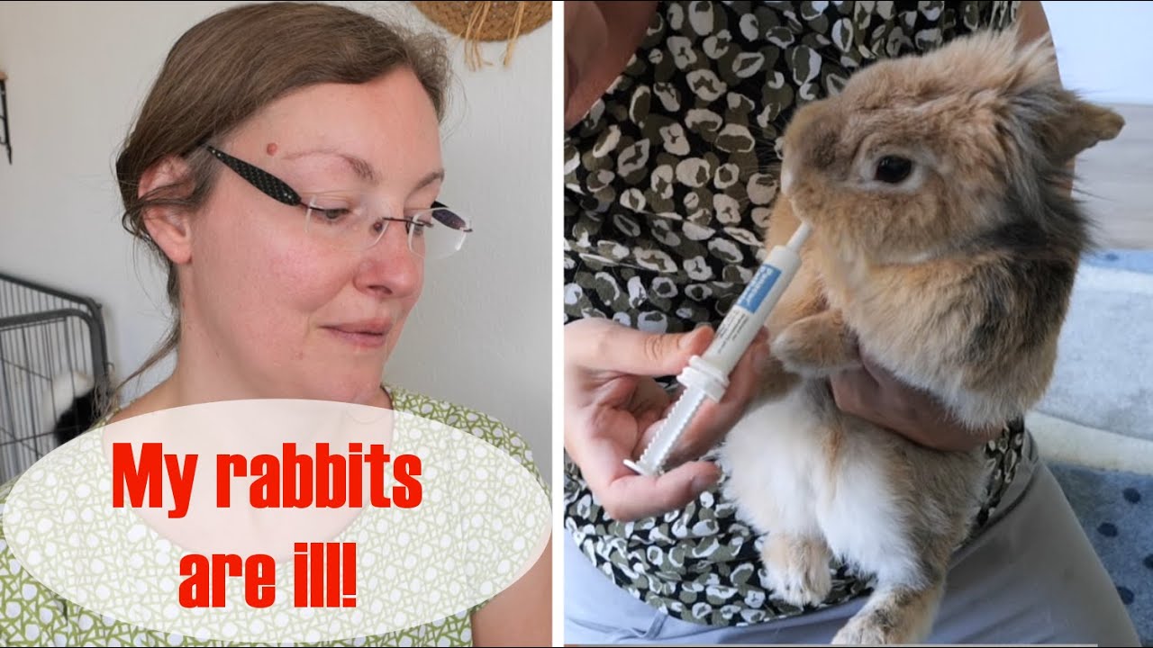 My rabbits have E CUNI! About their symptoms, worries, medication, and