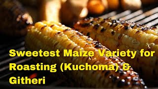 The best maize for roasting (Mahindi Choma) & Githeri | Maize Farming in Kenya