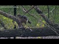 hawk eating prey