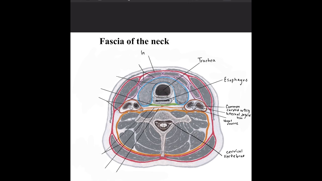 Fascia of the Neck | Orientation of Cervical Fascia | Anatomy | Cimone Science