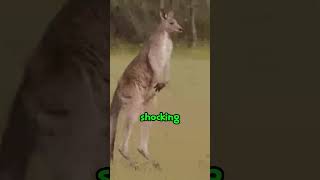 Dark & Terrifying Facts About Kangaroos! (Shocking Animal Facts) #animals #animal #facts #storytime