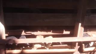 Uma tarde no sítio(4)