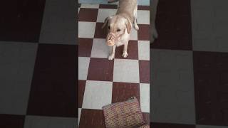 dog with muzzle mask