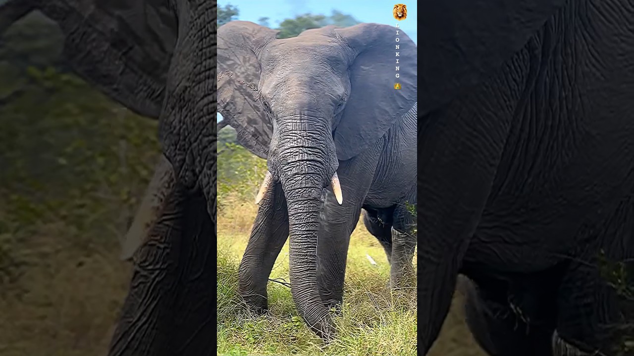 Capturing the Majesty of Elephants