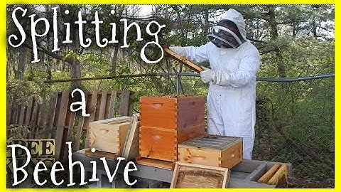 Split a Beehive and Prevent Swarming