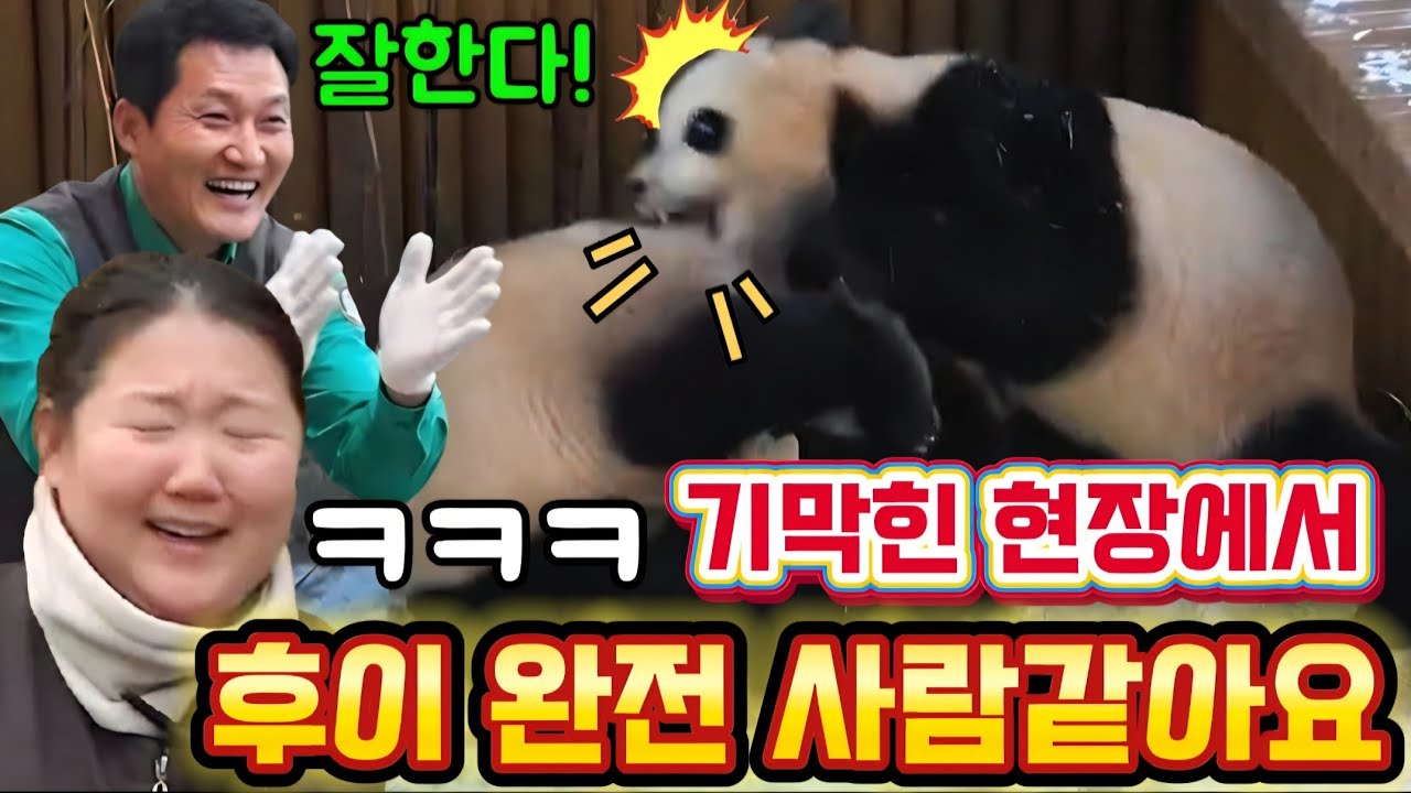 에버랜드 판다월드 🤣2월 8일 무릎을 탁! 치게만드는 후발짱 의 사람같은 아이디어 💡 