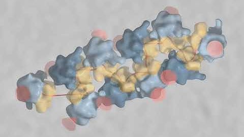 Helical polysome: The protein synthesis machine of E. coli