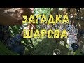 Загадка Шарова. Обзор виноградника Вадима Точилина