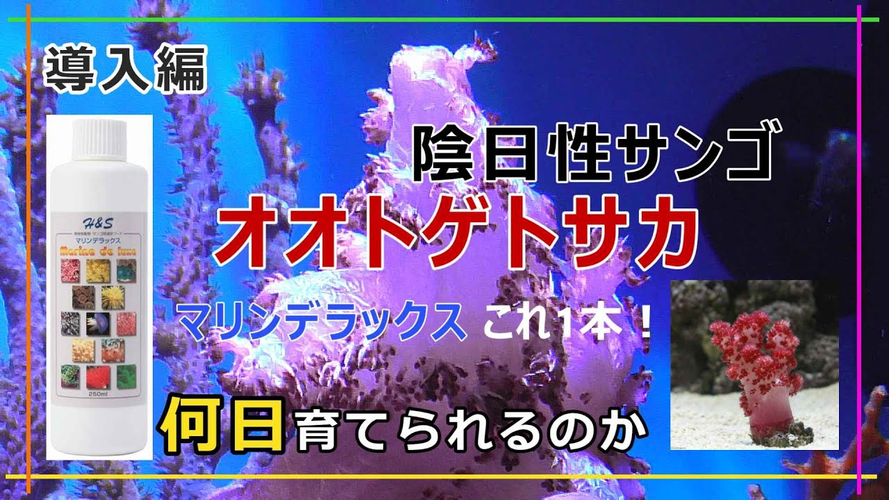 陰日性サンゴ 陰日性サンゴ オオトゲトサカ レッド系 Sサイズ 液状フード マリンデラックスだけの給餌で何日育つのか 導入編 チャームおまかせ Youtube