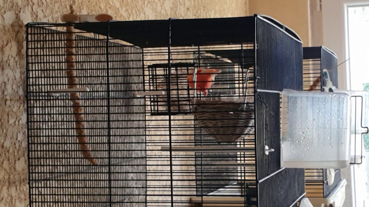 vidéo n °10 - suivi de la saison de repro