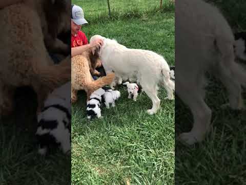 Mini Sheepadoodle Puppy And the Joys of Socializing