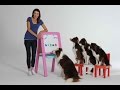 Wonderdog School - Easy, online dog training Wonderdog School - Easy, online dog training