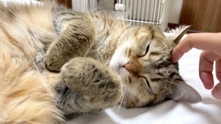 病院が怖くて朝までべったり甘えてきました。