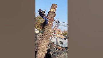 Harvesting process of willow trees in sections