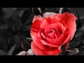 'The Rose' by Amanda McBroom, pipe organ arrangement written and  performed by Paul Broadhurst