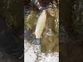 #steelheadfishing #fishing #troutfishing #steelhead #pnwfishing #fishingvideo #trout #pnwfishing