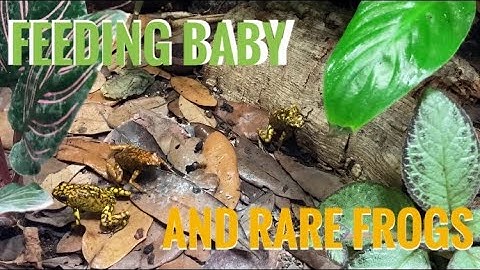 Feeding Froglets and Rare Dart Frogs!