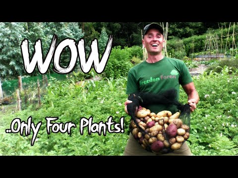 Videó: Infó a vadon élő burgonyáról – Hogyan segíthetnek a szőrös burgonya tulajdonságai a burgonyán