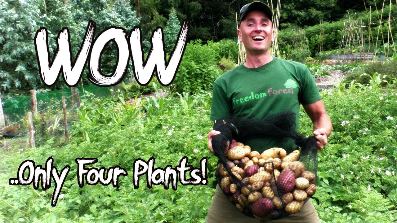 WHY Are You Growing Potatoes As Annuals? 4 Tips To Grow Perennial