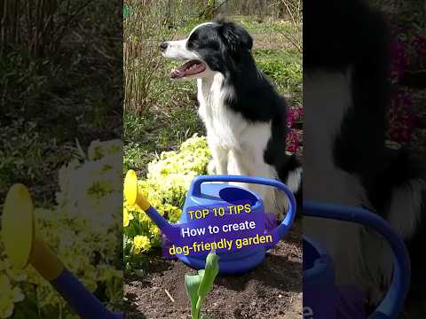 Video: Creating A Dog Friendly Garden - Havearbejde Know How