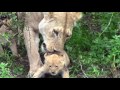 Serengeti Lion Cubs