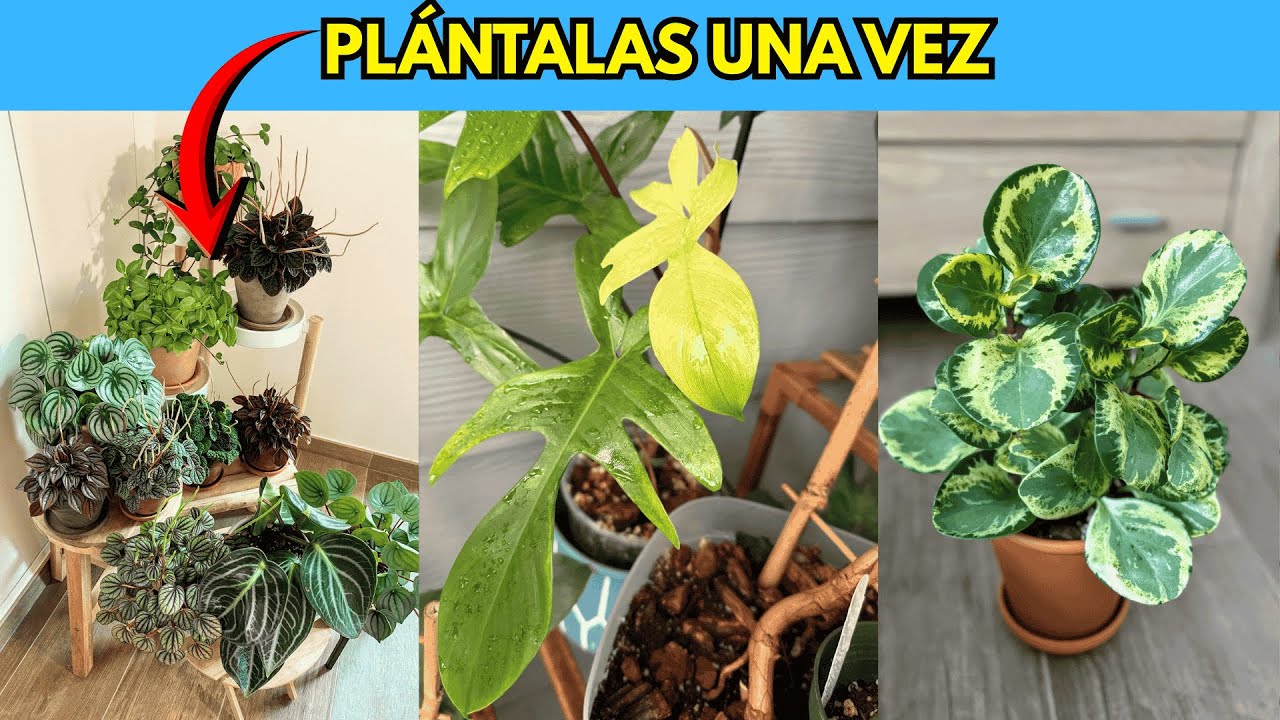 👉 Plántalas UNA VEZ… y Te Durarán AÑOS 🌿 (7 Plantas Imposibles de Matar)