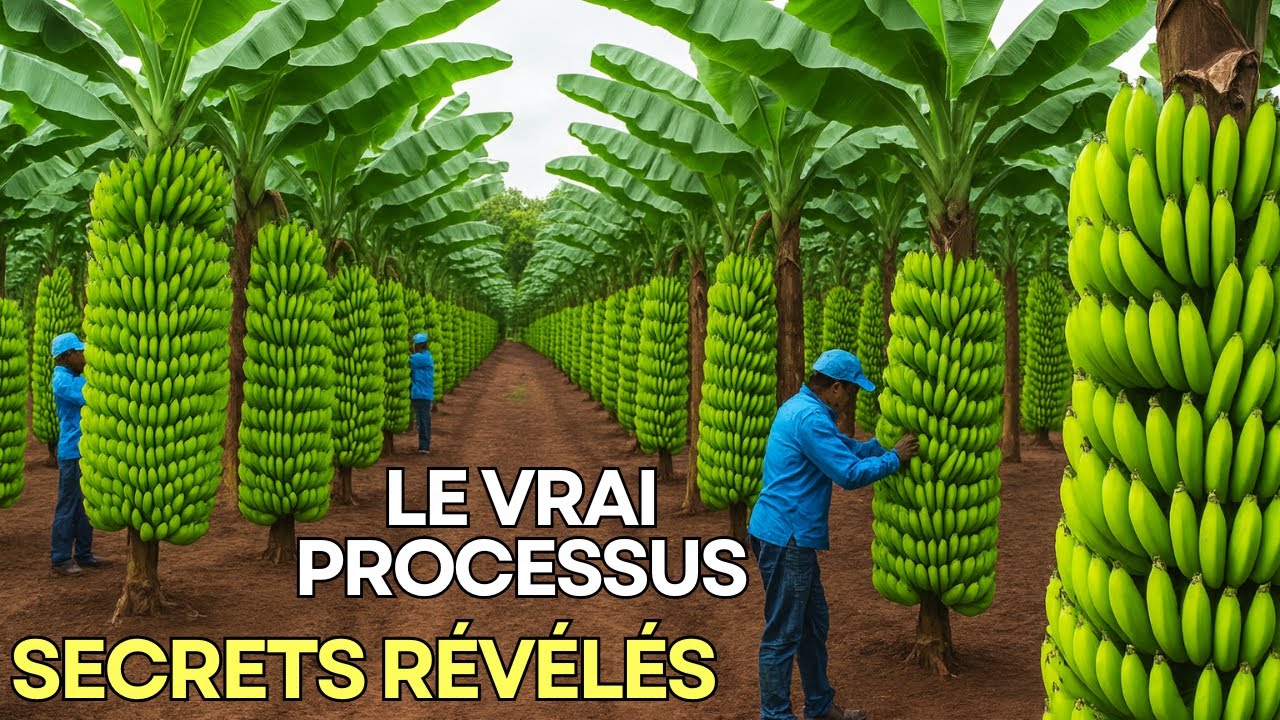 Comment des millions de bananes sont cultivées, récoltées et transformées – Un incroyable processus