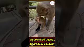 పిల్ల వానరం ఫోన్ ఎత్తుకెళ్తే.. తల్లి వానరం ఏం చేసిందంటే?