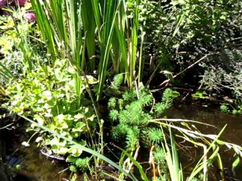 petit bassin de jardin petit bassin de jardin petit bassin de jardin petit bassin de jardin