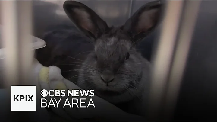 Richmond animal rescue overcrowded with dozens of rabbits