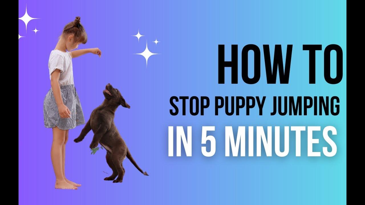 Teach Your Puppy To Stop Jumping In 5 Minutes YouTube teach-your-puppy-to-stop-jumping-in-5-minutes-youtube