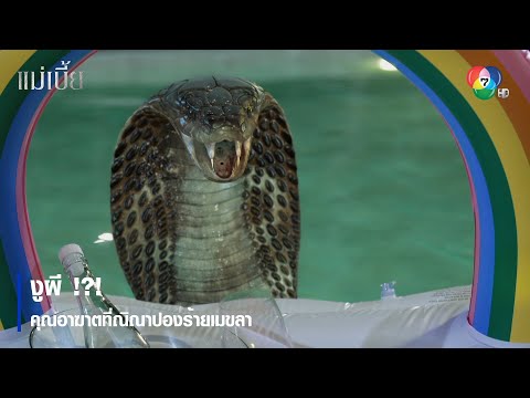 งูผี !?! คุณอาฆาตที่ณิณาปองร้ายเมขลา | ตอกย้ำความสนุก แม่เบี้ย EP.8 | Ch7HD