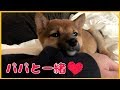 柴犬（豆柴）みかん｜パパと一緒に寝る甘えん坊な子犬