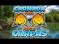 Carnada de masa para pescar carpas (Fácil y rápida)