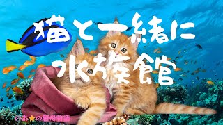 【猫と一緒に水族館】#6見て楽しむ聴いて癒されるBGM付きリラックスTimeをお過ごし下さい