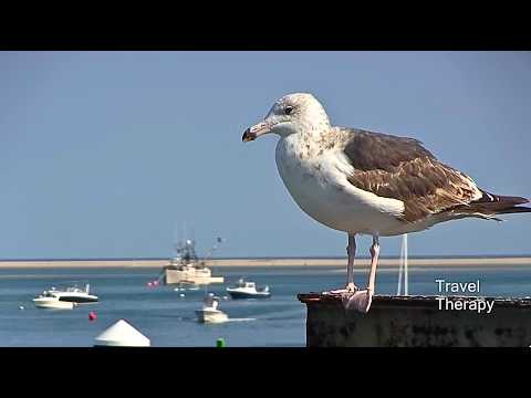 Best of Chatham, Cape Cod, MA