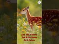 Deer #status #video #viral #nature #naturephotography #trending #shorts #naturevibes #deer #animals
