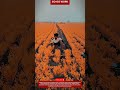 Farmer Collecting Crops by Hand in Large Farmland#farming