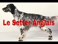 Setter Anglais: Caractère, Education, Santé, Alimentation et Entretien.