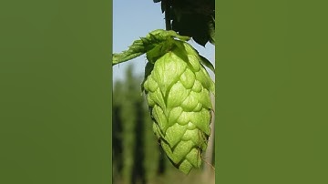 History of IPA Beers #beer