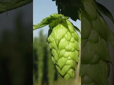 History Of IPA Beers Beer