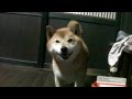 柴犬ジロー　連日連夜焼き鳥三昧？　Shiba Inu