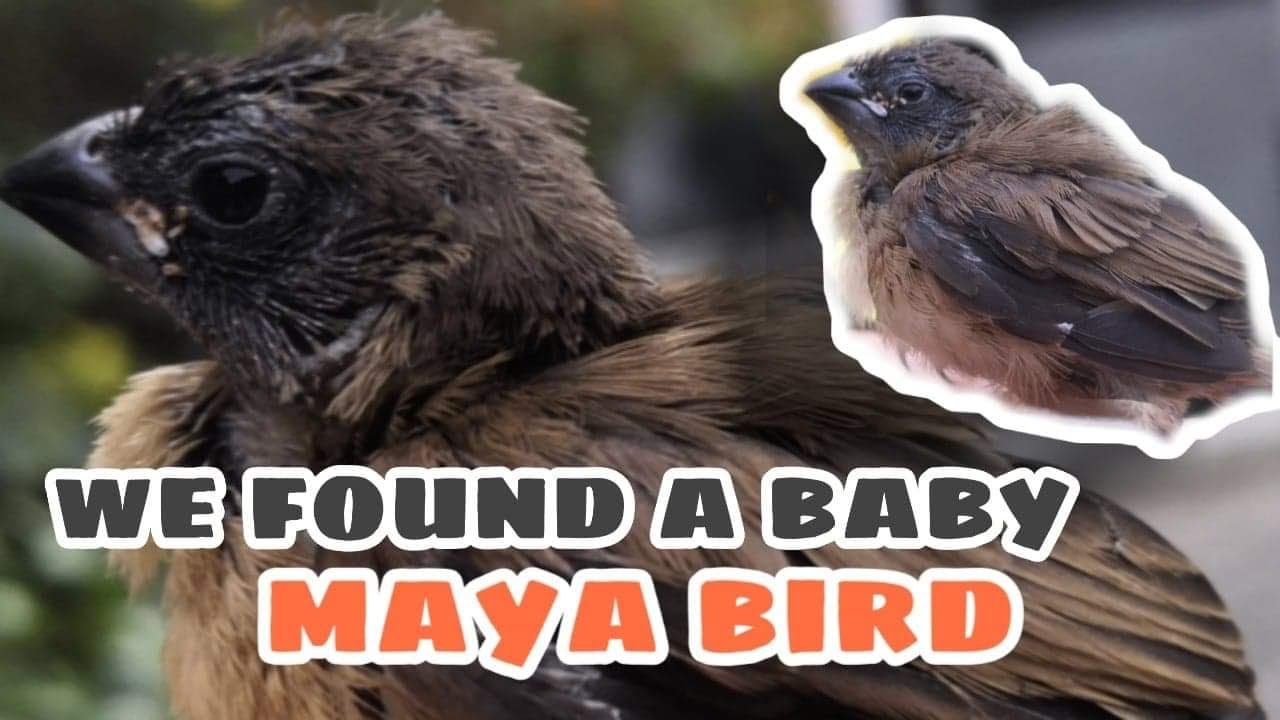 We Found A Baby Maya Bird Chesnut Munia Josie Olsson Youtube