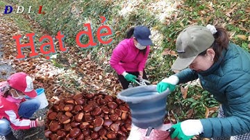 Vô Rừng Lượm Hạt Dẻ || ĐĐLL # 183