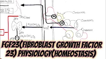 FGF23(Fibroblast Growth Factor 23)Physiology(Homeostasis)@umerfarooqbiology7083