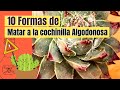 10 formas de acabar con la cochinilla algodonosa 😵