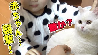 姪っ子がまさかのお部屋襲撃！構ってもらえなくてふて寝する猫！